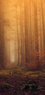 Misty forest path with warm amber light creating a serene atmosphere.