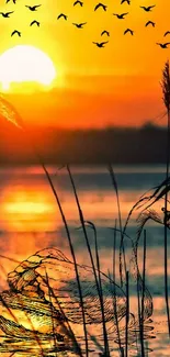 Swan silhouette at sunset, with orange hues over a tranquil lake and birds overhead.