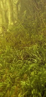 Lush forest glade with golden light and vibrant green vegetation.