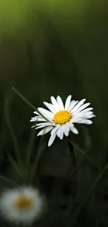 Close-up of a serene daisy blossom in grass.