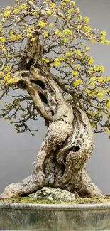 Bonsai tree with yellow flowers on gray background.