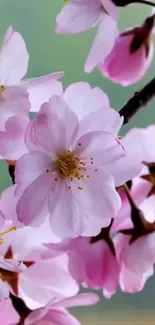 Pink cherry blossoms in full bloom on a branch.