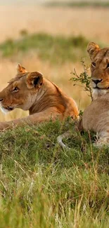 Lions resting peacefully in the African savannah, showcasing serene wildlife beauty.