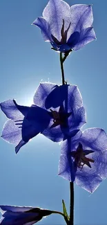 Purple flowers silhouetted against a bright blue sky.