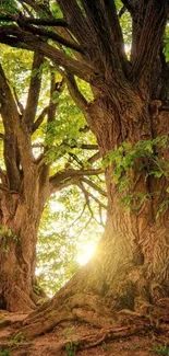 Majestic trees with sunlight filtering through leaves.