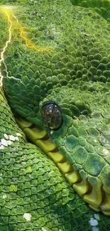 Close-up of a coiled green snake with detailed scales on a mobile wallpaper.