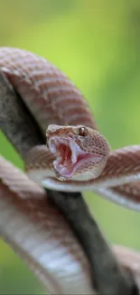 Snake curled around branch with open mouth.