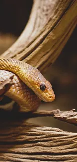 Snake on textured rustic wood background wallpaper.