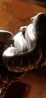 A snake coils on a branch in dim lighting, highlighting textures and shadows.