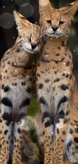 Two serval cats standing together in natural habitat.