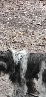 Shaggy dog standing on a forest path, surrounded by earthy tones.