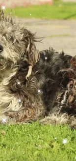 Shaggy dog lying on a green lawn with sparkling sunlight.