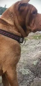 Shar Pei dog with lake background offering a serene view.