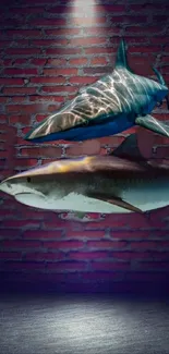 Two sharks swimming in front of a brick wall, illuminated by spotlight.