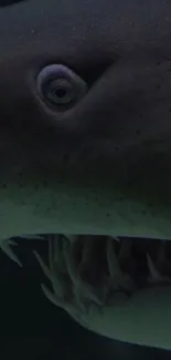 Close-up photo of a shark's face and teeth in dark blue lighting.