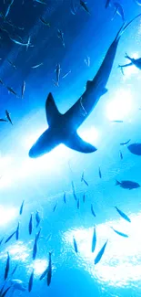 Shark swimming in blue ocean with surrounding fish, vibrant marine wallpaper.