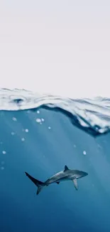 Shark swimming under ocean wave in blue wallpaper.