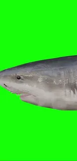 Realistic shark on bright green background wallpaper.