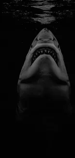 Dark silhouette of a shark in water with dramatic lighting.