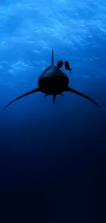 Shark silhouette in deep blue ocean wallpaper.