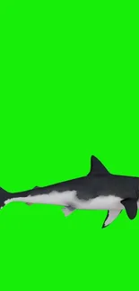 Silhouette of a shark on a neon green background, creating a bold contrast.