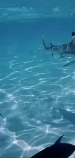 Sharks gracefully swimming in clear blue ocean water, creating serene underwater scene.