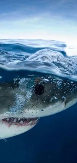 A shark swims just below the surface in a stunning ocean view.