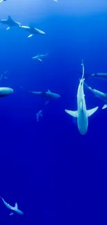 Graceful sharks swim in deep blue ocean.