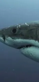 Shark swimming underwater in deep blue ocean.