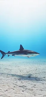 Shark swimming peacefully underwater in a blue ocean.