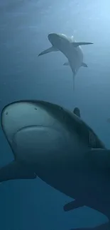 Majestic sharks swimming peacefully underwater, surrounded by deep blue sea.