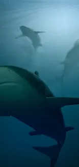 Sharks swimming gracefully beneath the deep blue sea surface.