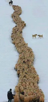 Snow-covered path with a long line of sheep led by a shepherd and two dogs.