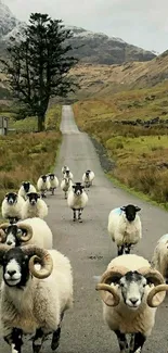 Flock of sheep on a scenic mountain path.