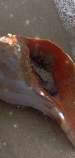 A seashell resting on sandy beach with gentle ocean waves.