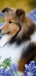 Shetland Sheepdog sitting among vibrant blue flowers.