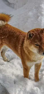 Shiba Inu standing in the snowy landscape with a curious look.