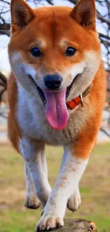 Shiba Inu playfully walking on a tree trunk outdoors.