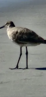 A shorebird walking on a sunlit sandy beach.