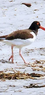 Shorebird walking on a sandy beach with vibrant red beak.