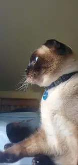 Siamese cat with blue collar gazing out a window in soft morning light.