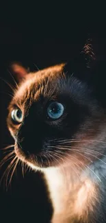 Moody Siamese cat with piercing eyes in dim light.