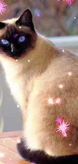 Siamese cat with blue eyes on a wooden table.