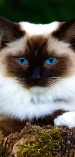 Siamese cat with blue eyes on a log in a natural setting.