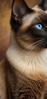 Siamese cat with blue eyes on a brown background