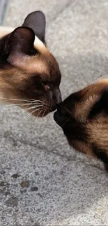 Two Siamese cats touch noses on a stone floor.