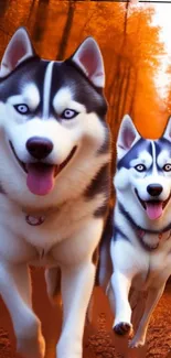 Two Siberian Huskies running in an autumn forest with orange foliage.