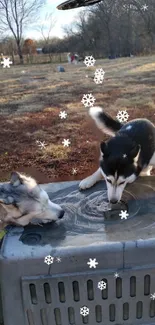 Two Siberian Huskies playing in a snowy field.