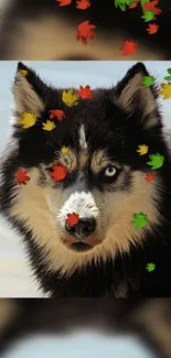 Siberian husky with autumn leaves mobile wallpaper.