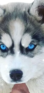 Siberian husky with striking blue eyes as mobile wallpaper.